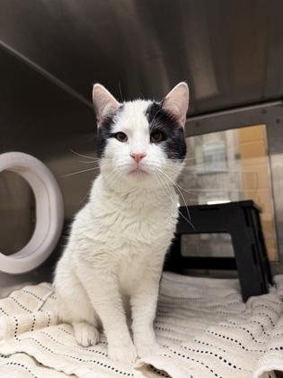 Enlarge Mongo, a Adoptable mixed breed in Wichita, KS image 2/3