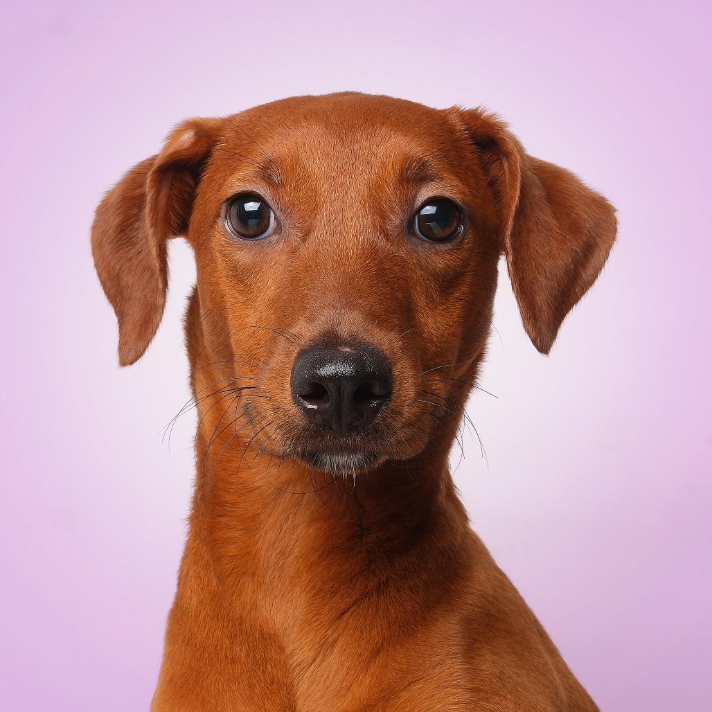 Mimi, Adoptable, Young Female Mixed Breed.