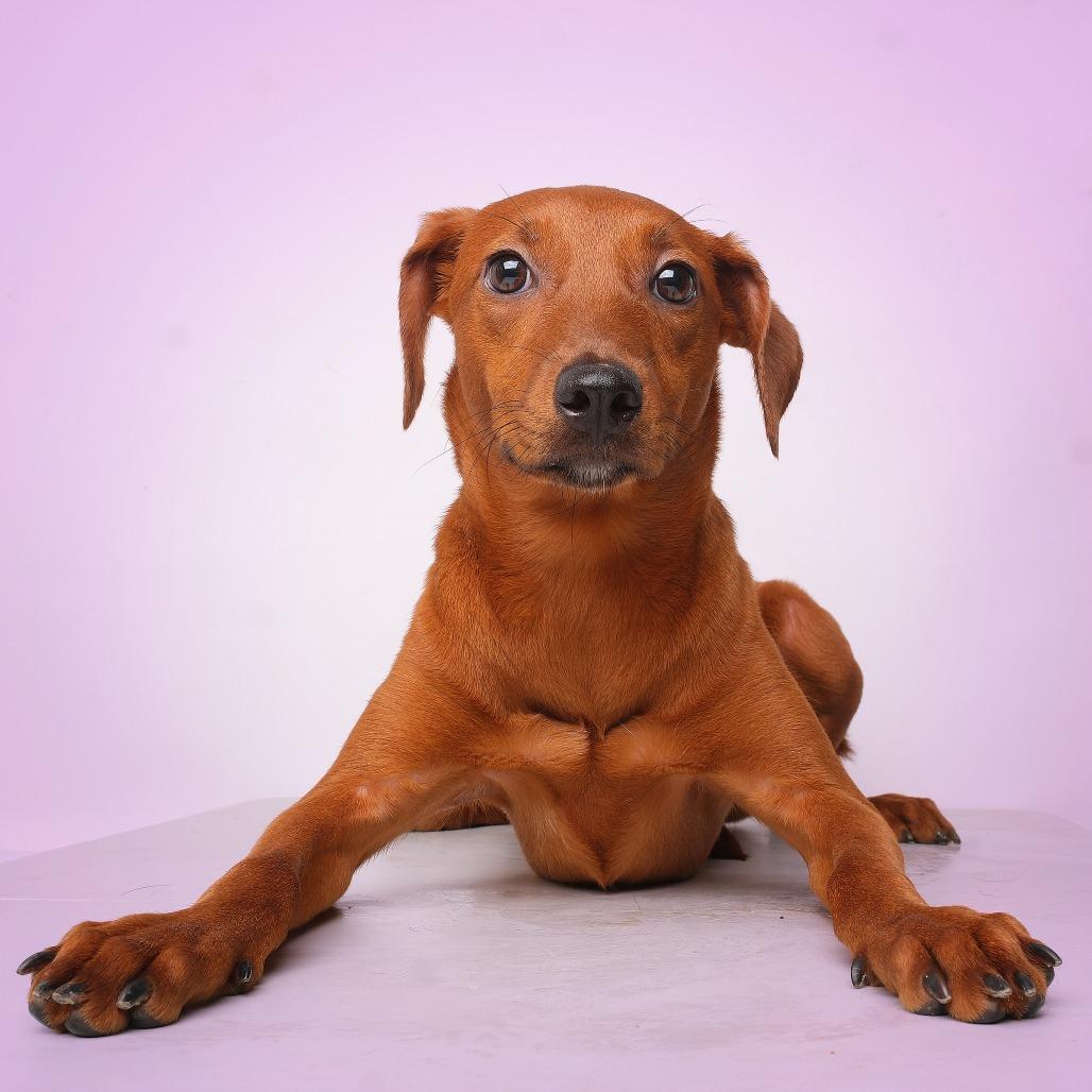 Mimi, a Adoptable Mixed Breed in Guaynabo, PR image 2/2