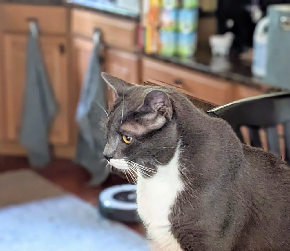 Bertie, Adoptable, Adult Male Domestic Short Hair.