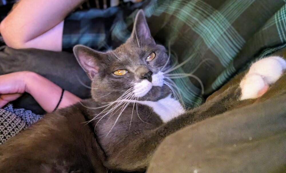 Enlarge Bertie, a Adoptable Domestic Short Hair in Statesville, NC image 2/3