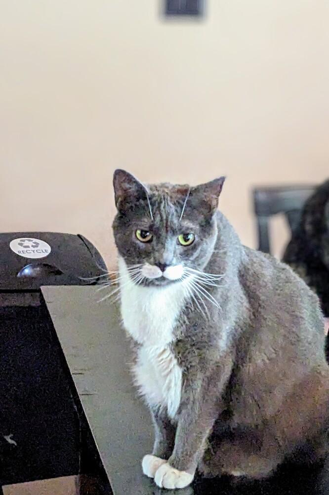 Enlarge Bertie, a Adoptable Domestic Short Hair in Statesville, NC image 3/3