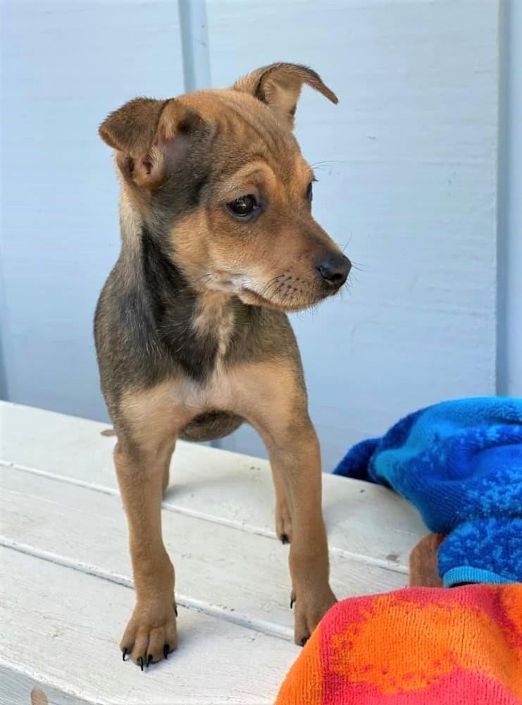 Rachel, Adopted, Puppy Female Terrier.