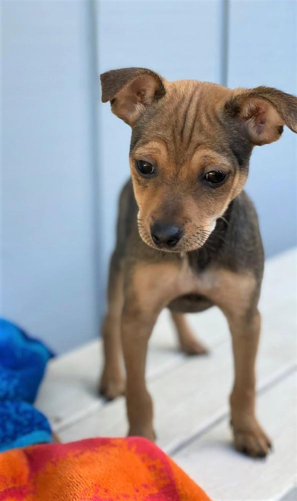 Rachel, a Adopted mixed breed in Windsor, CA image 2/4