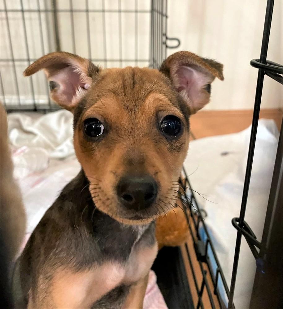 Rachel, a Adopted mixed breed in Windsor, CA image 4/4