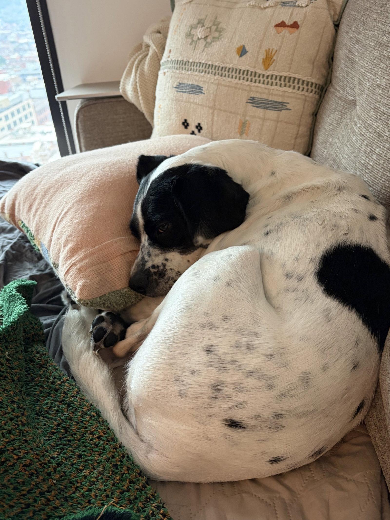 Maggie May, Adoptable, Adult Female Hound.