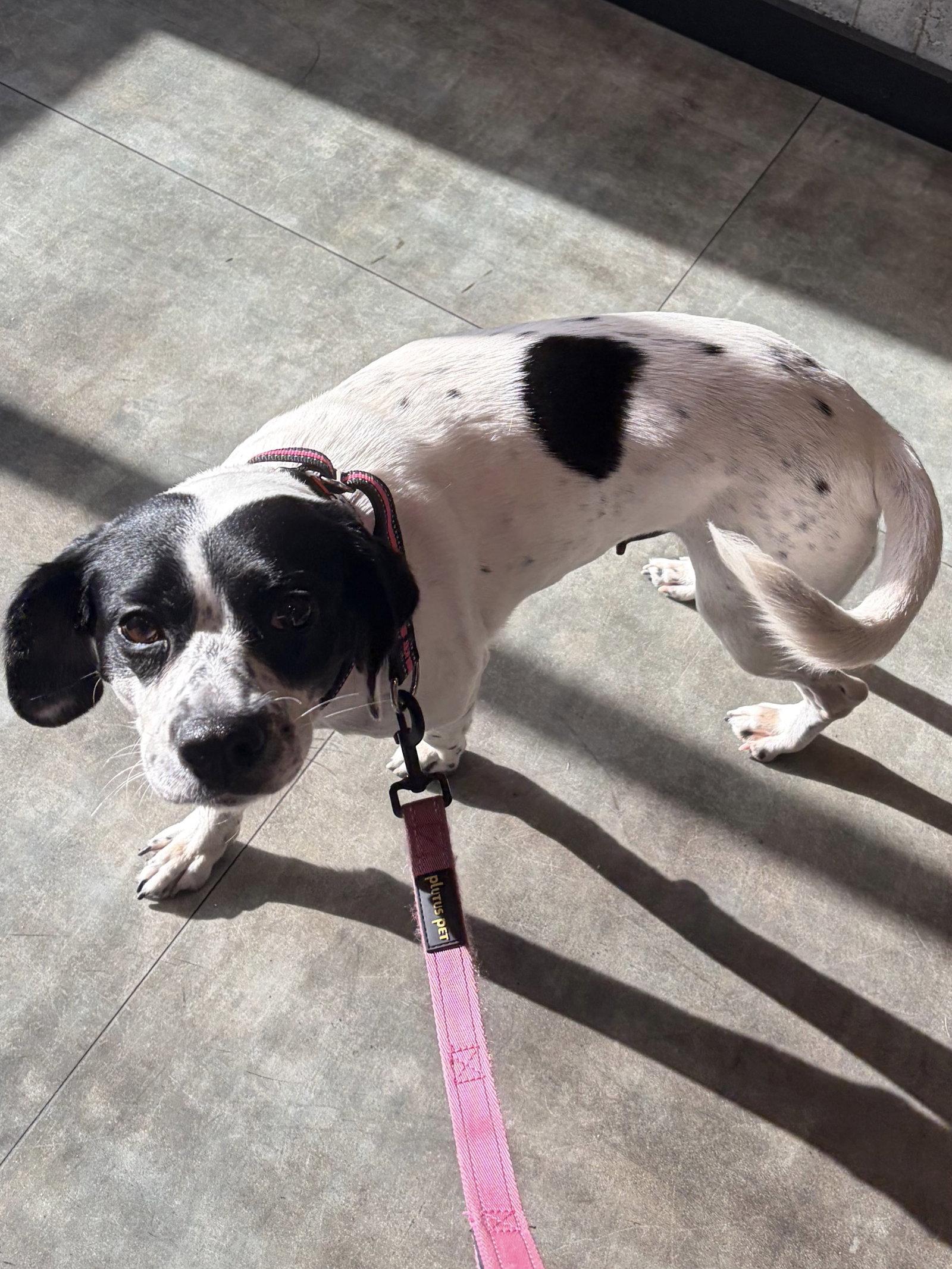 Enlarge Maggie May, a Adoptable Hound in Newport, KY image 2/3