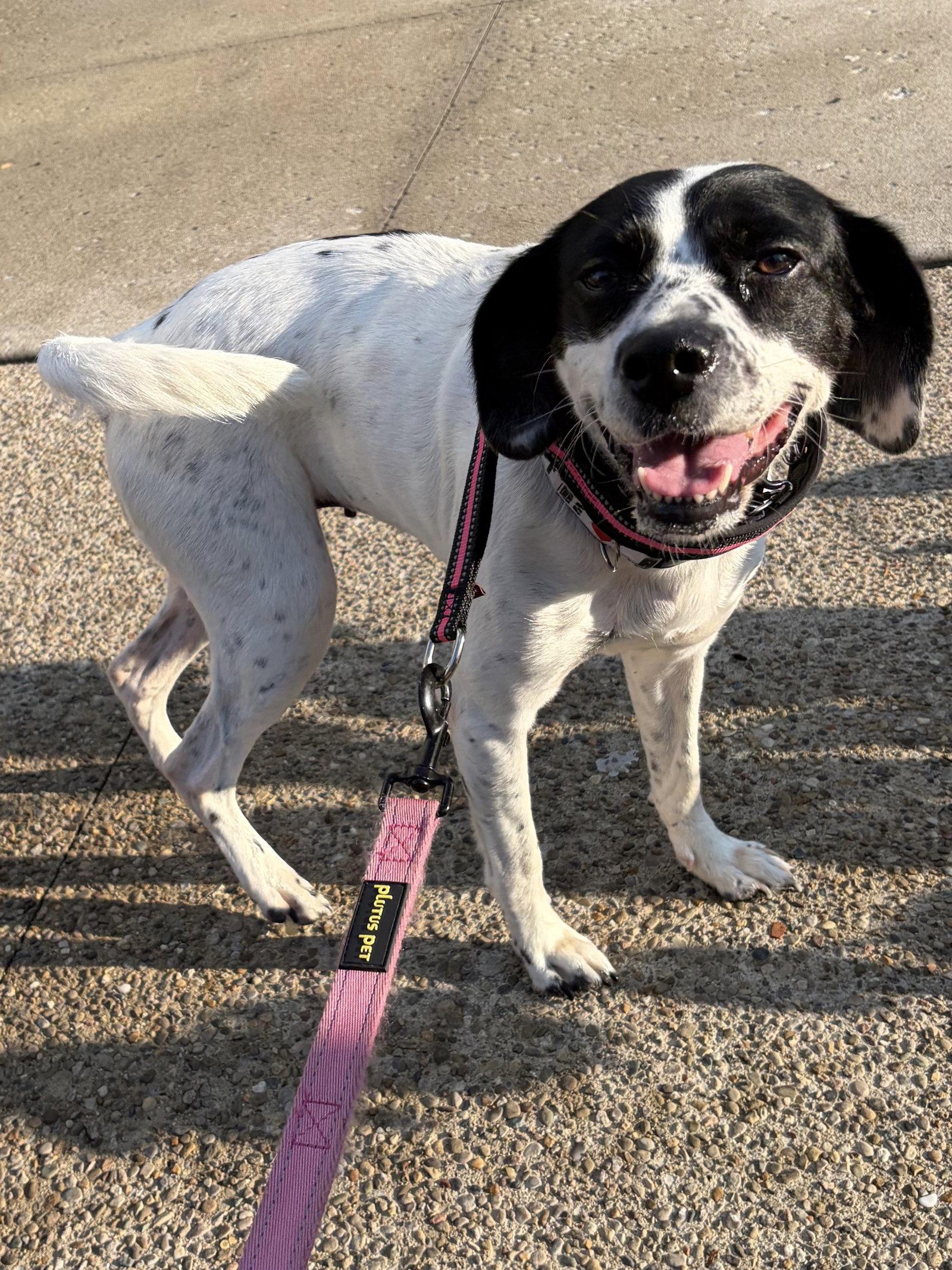 Enlarge Maggie May, a Adoptable Hound in Newport, KY image 3/3