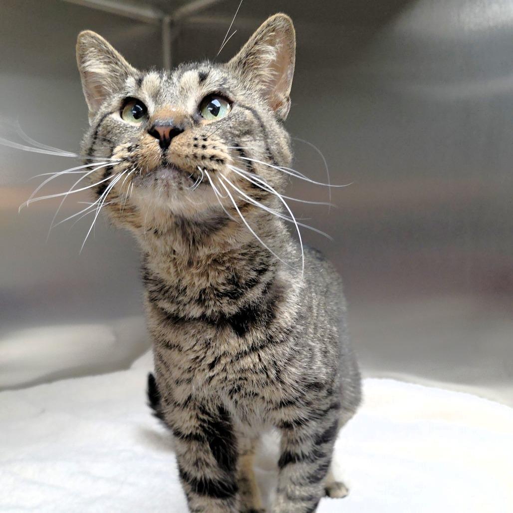 Woodsy, Adoptable, Young Male Domestic Short Hair.