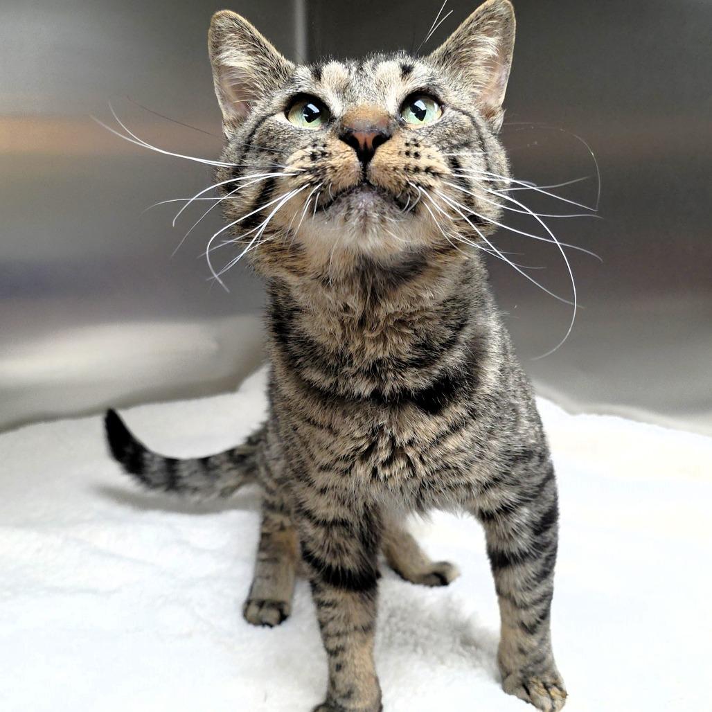 Woodsy, a Adoptable Domestic Short Hair in Michigan City, IN image 3/5