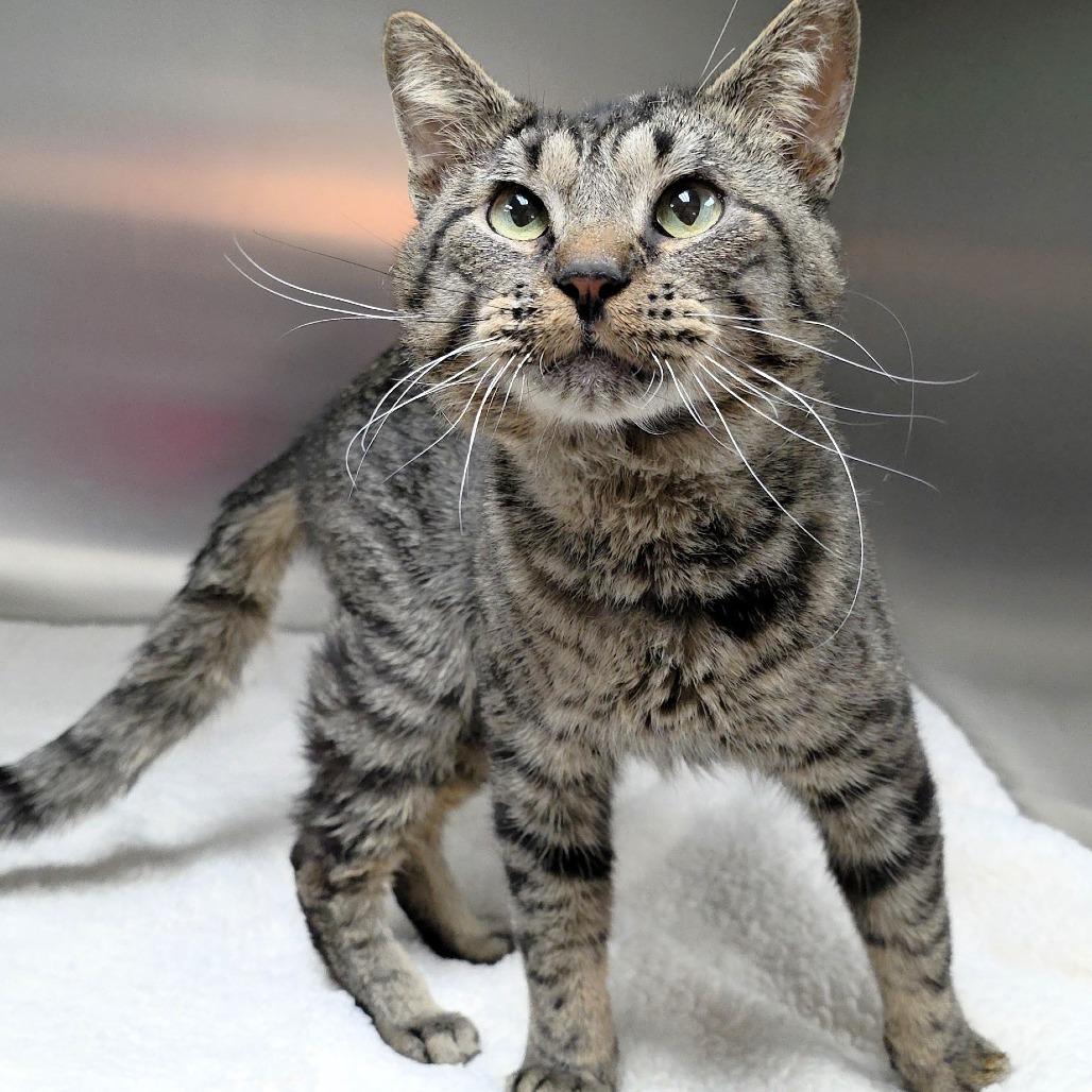 Woodsy, a Adoptable Domestic Short Hair in Michigan City, IN image 4/5