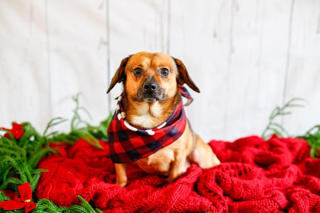 Enlarge Mr. Brown, a ADOPTABLE mixed breed in Greenville, SC image 2/3