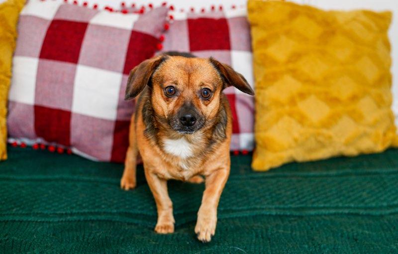 Enlarge Mr. Brown, a ADOPTABLE mixed breed in Greenville, SC image 3/3