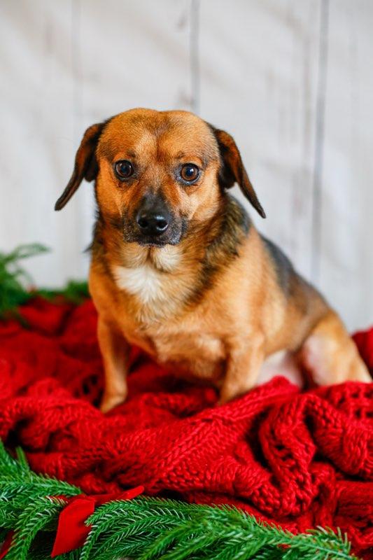 Mr. Brown, ADOPTABLE, Adult Male Dachshund (Long Haired) & Spaniel.