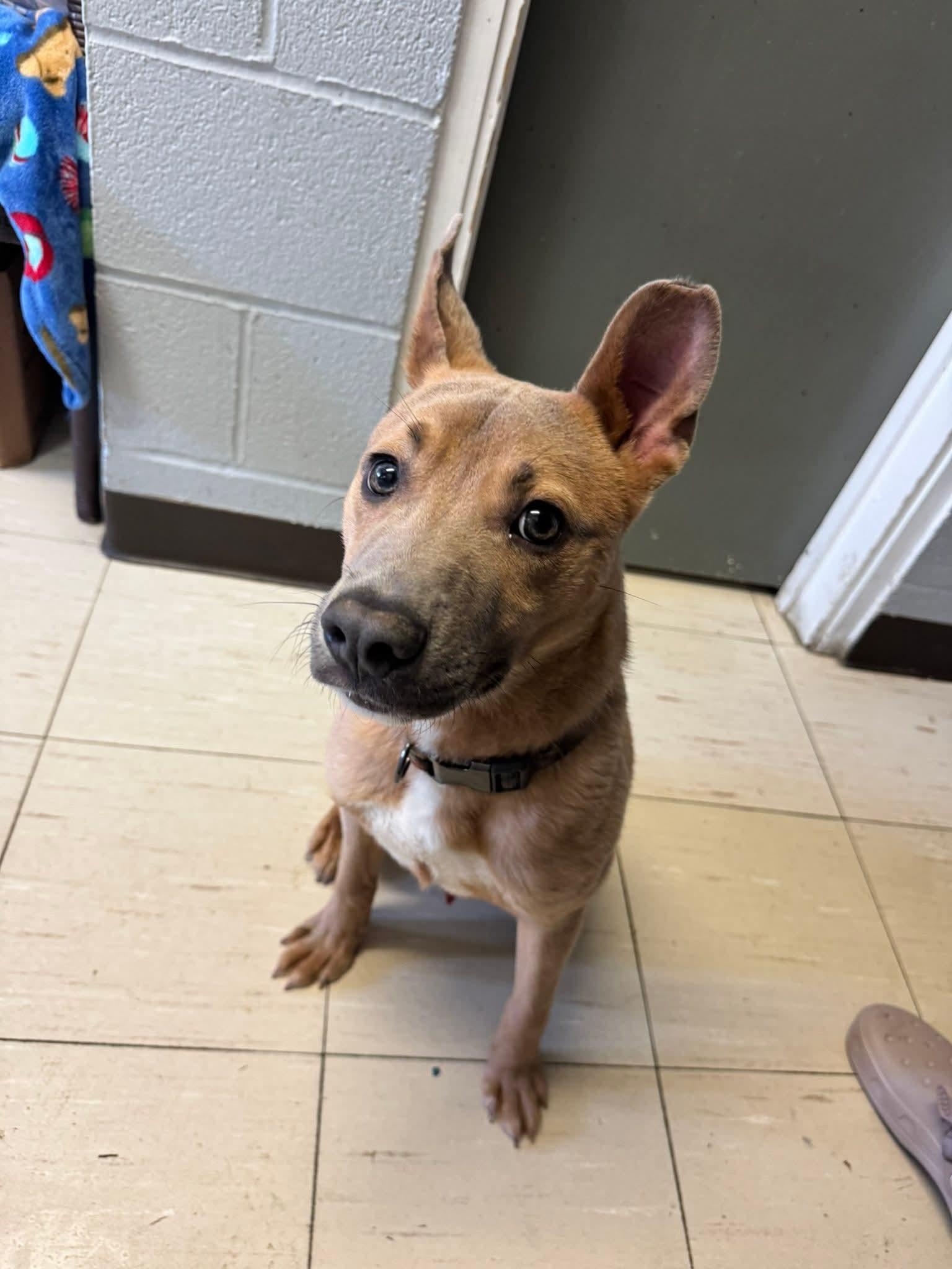 Enlarge Parks, a Adopted mixed breed in Hermitage, PA image 1/2