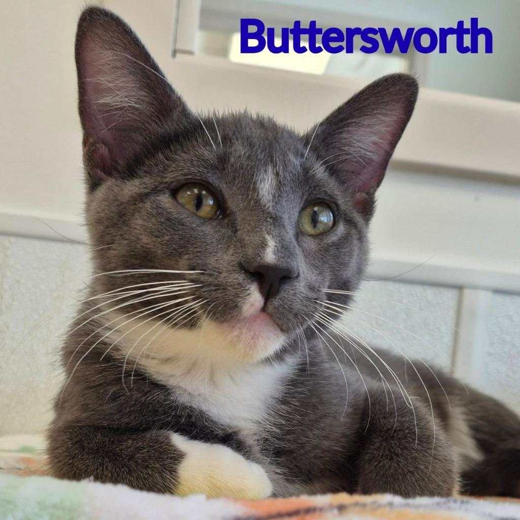 Buttersworth, a Adoptable mixed breed in North Saint Paul, MN image 1/2