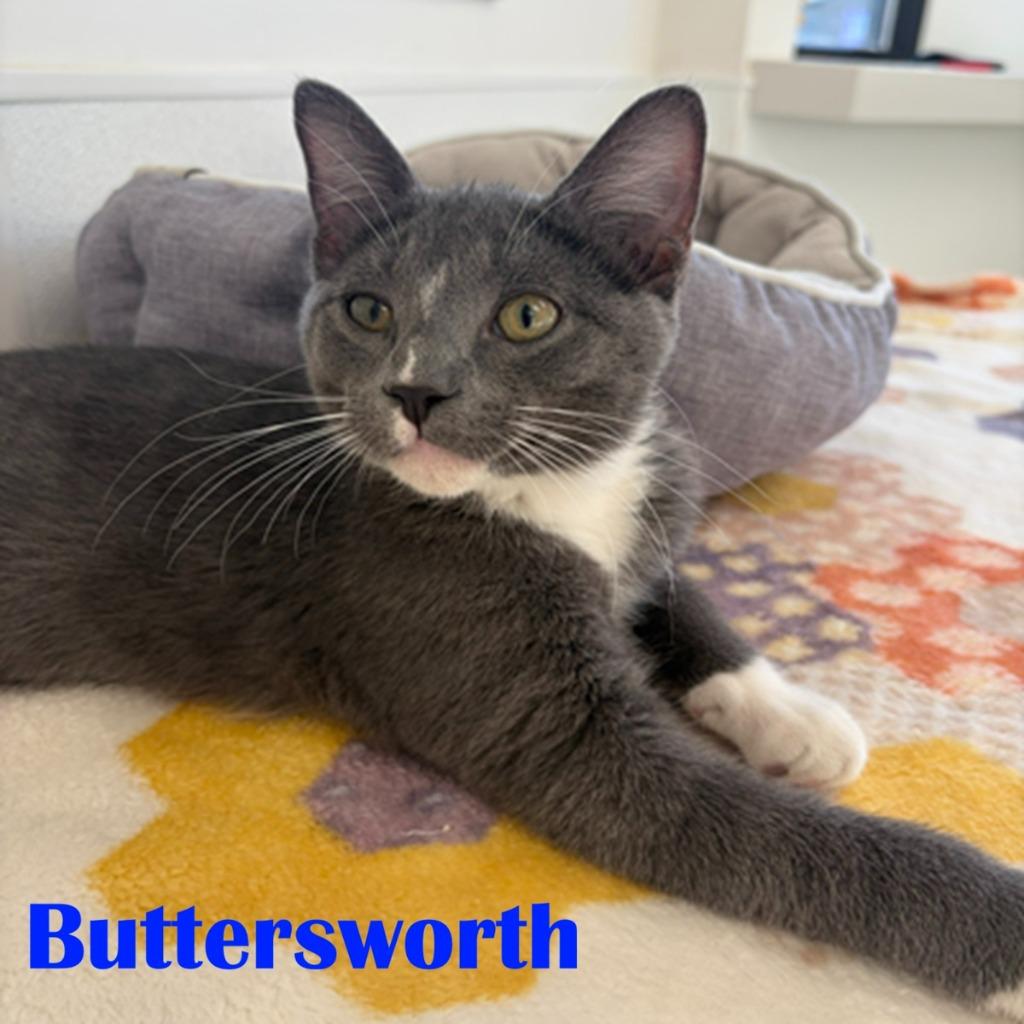 Buttersworth, a Adoptable mixed breed in North Saint Paul, MN image 2/2