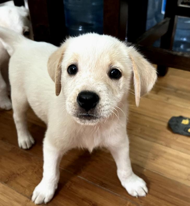 Pancake, an adopted mixed breed in Newport Beach, CA image 2/5