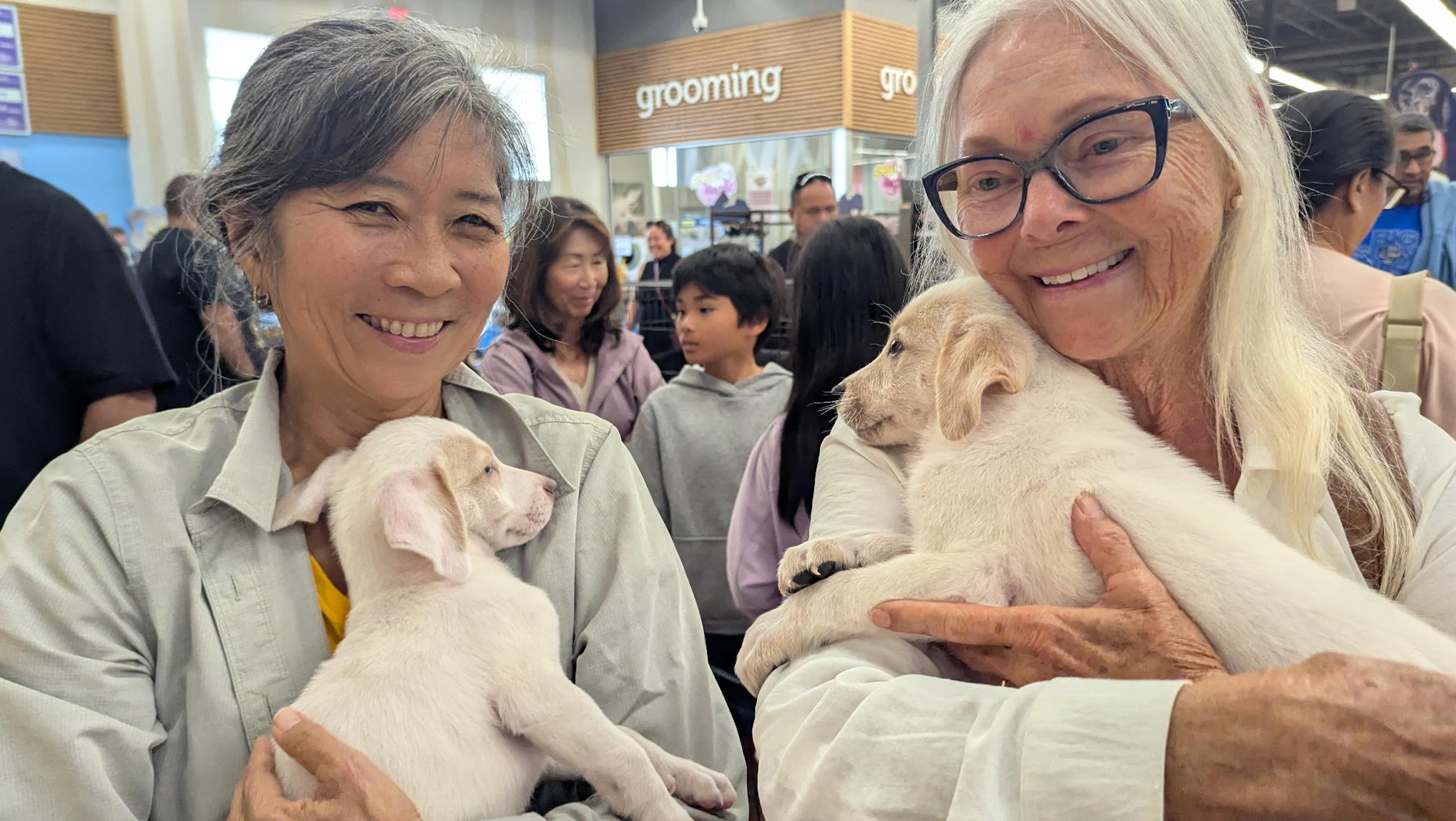 Pancake, an adopted mixed breed in Newport Beach, CA image 4/5