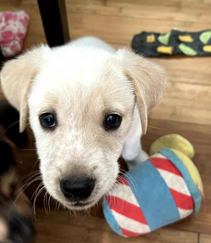 Pancake, an adopted mixed breed in Newport Beach, CA image 1/5