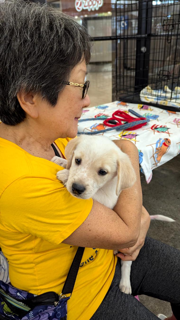 Pancake, an adopted mixed breed in Newport Beach, CA image 3/5