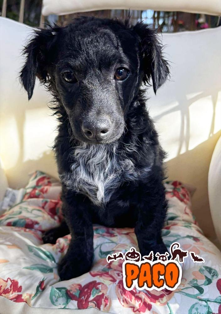 Enlarge Paco, a Adoptable mixed breed in Santa Clarita, CA image 1/1