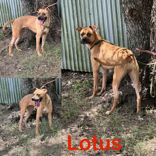 Lotus, an adopted Black Mouth Cur in Fredericton, NB_image-1