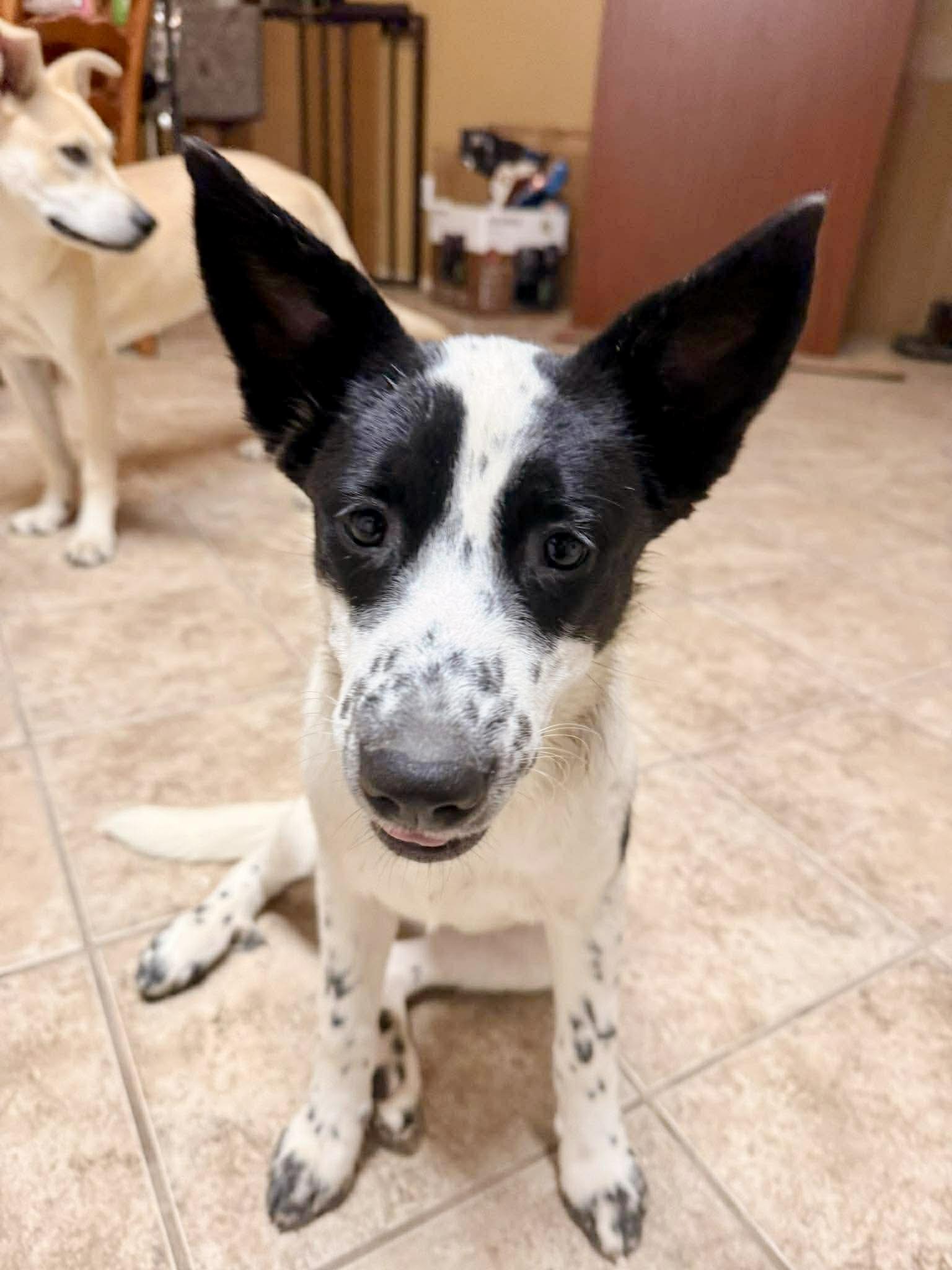 Lamb, a Adoptable mixed breed in Portage, WI image 5/6