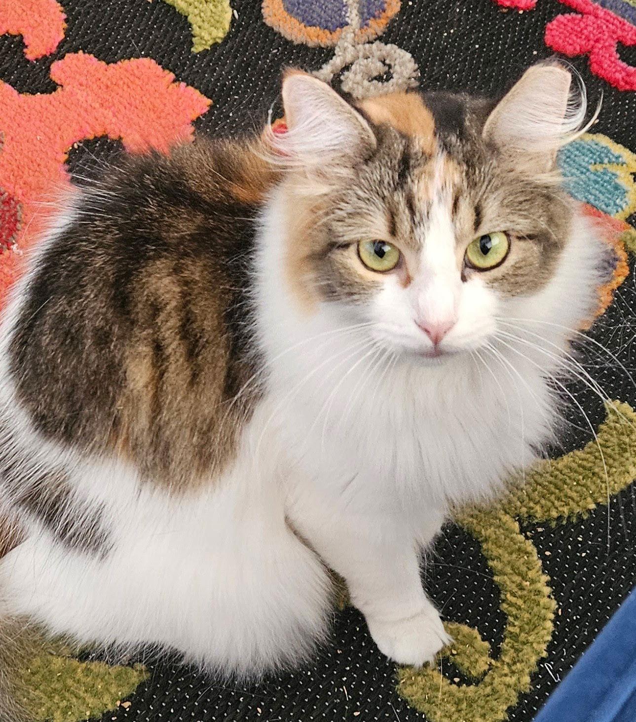 Trixie, Adoptable, Young Female Domestic Long Hair.