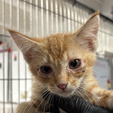 Minie, Adoptable, Kitten Female Domestic Short Hair.