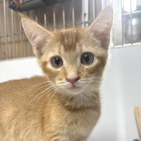 Enlarge Minie, a Adoptable Domestic Short Hair in Hampton Bays, NY image 2/2