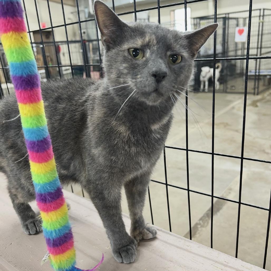 C26-001 Gia Rose, Adoptable, Adult Female Extra-Toes Cat / Hemingway Polydactyl & Extra-Toes Cat / Hemingway Polydactyl.