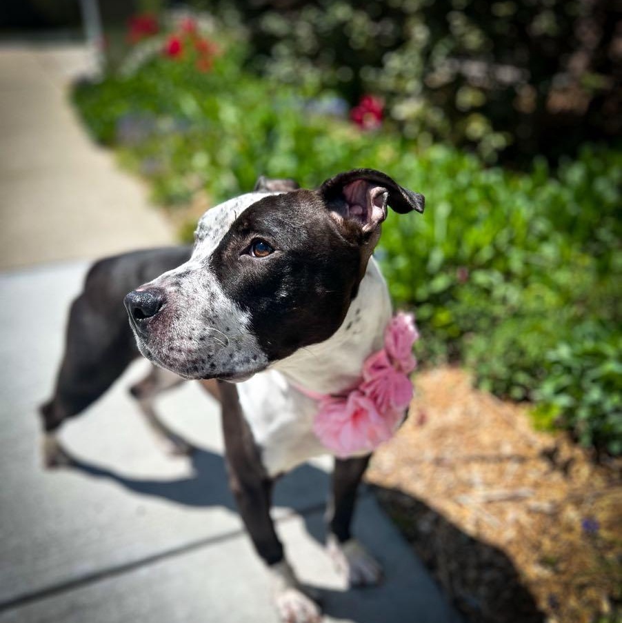 Stunning Sparkles, the bestest girl photo 6