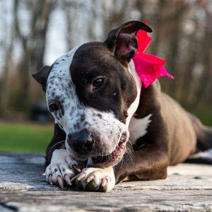 Stunning Sparkles, the bestest girl, Young Female American Staffordshire Terrier