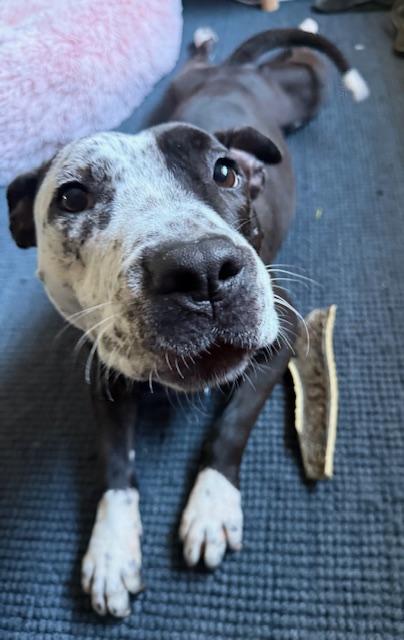 Stunning Sparkles, the bestest girl photo 5