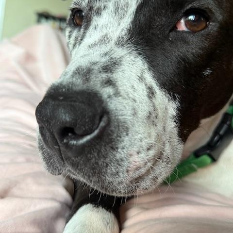 Stunning Sparkles, the bestest girl photo 4