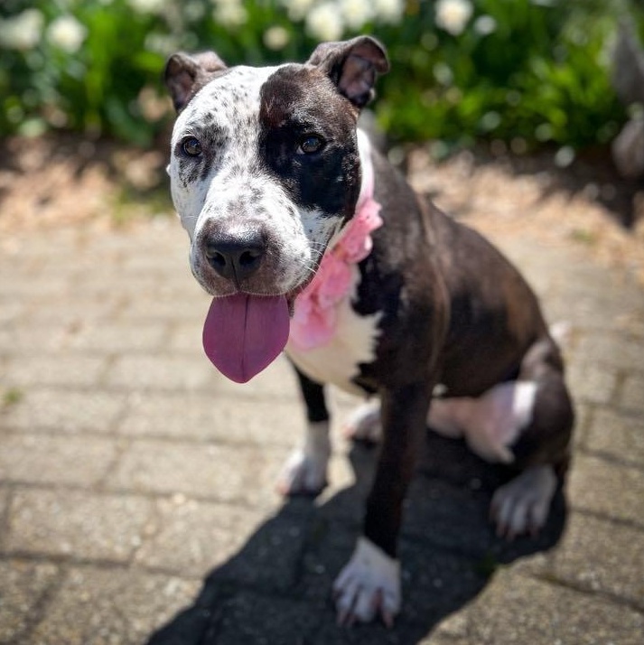 Stunning Sparkles, the bestest girl photo 2