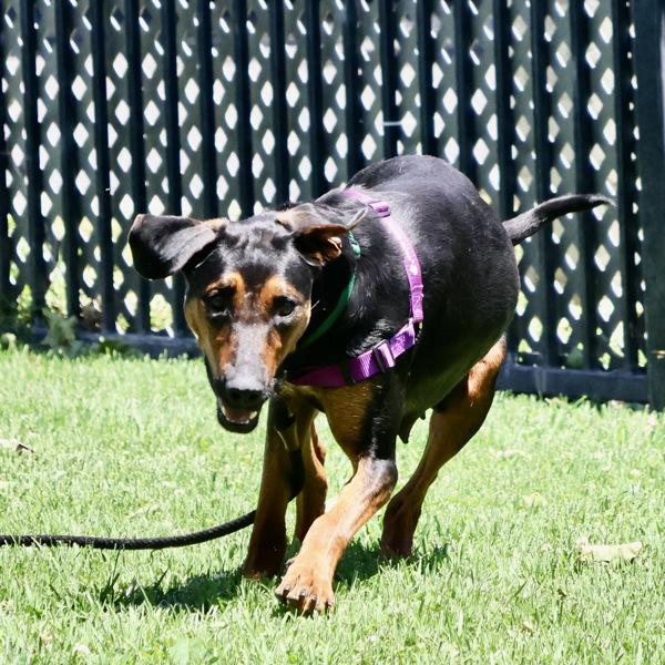 Ladybug, Adoptable, Young Female Doberman Pinscher.