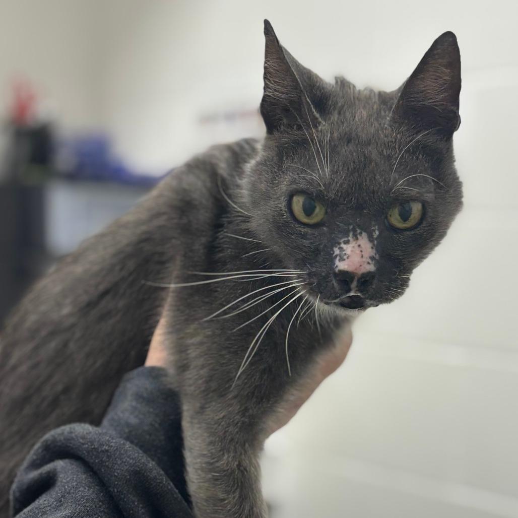 Enlarge Nobby, a Adoptable Domestic Short Hair in Corpus Christi, TX image 1/1