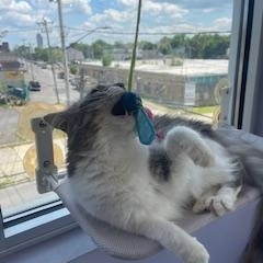 Louie, a Adopted Domestic Long Hair in Albany, NY image 5/5