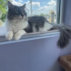 Louie, a Adopted Domestic Long Hair in Albany, NY image 2/5