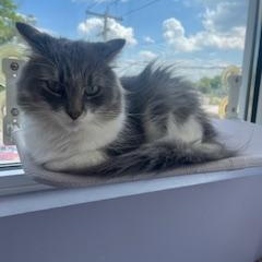 Louie, a Adopted Domestic Long Hair in Albany, NY image 4/5