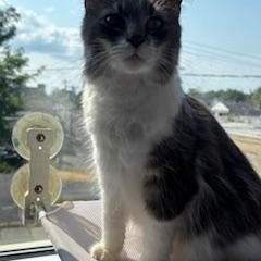 Louie, a Adopted Domestic Long Hair in Albany, NY image 3/5