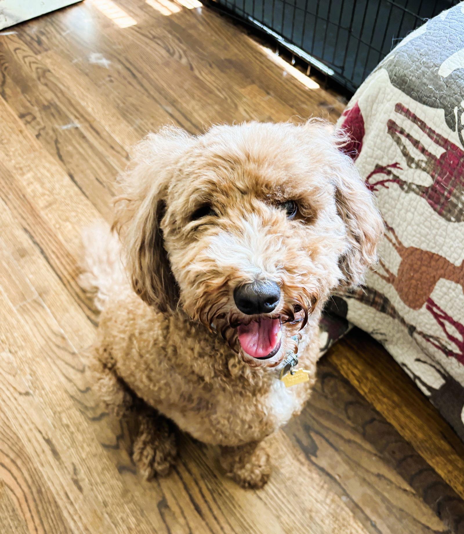 Enlarge Peanut, a Adopted mixed breed in Auburn, GA image 1/3