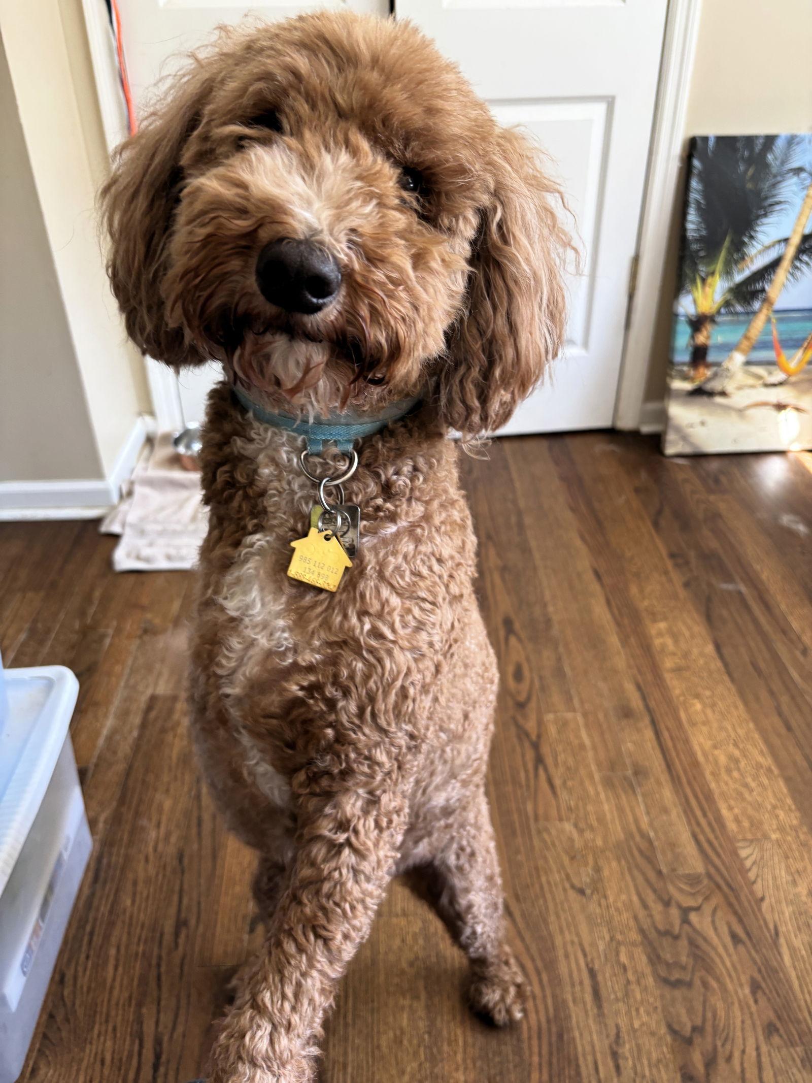 Enlarge Peanut, a Adopted mixed breed in Auburn, GA image 2/3