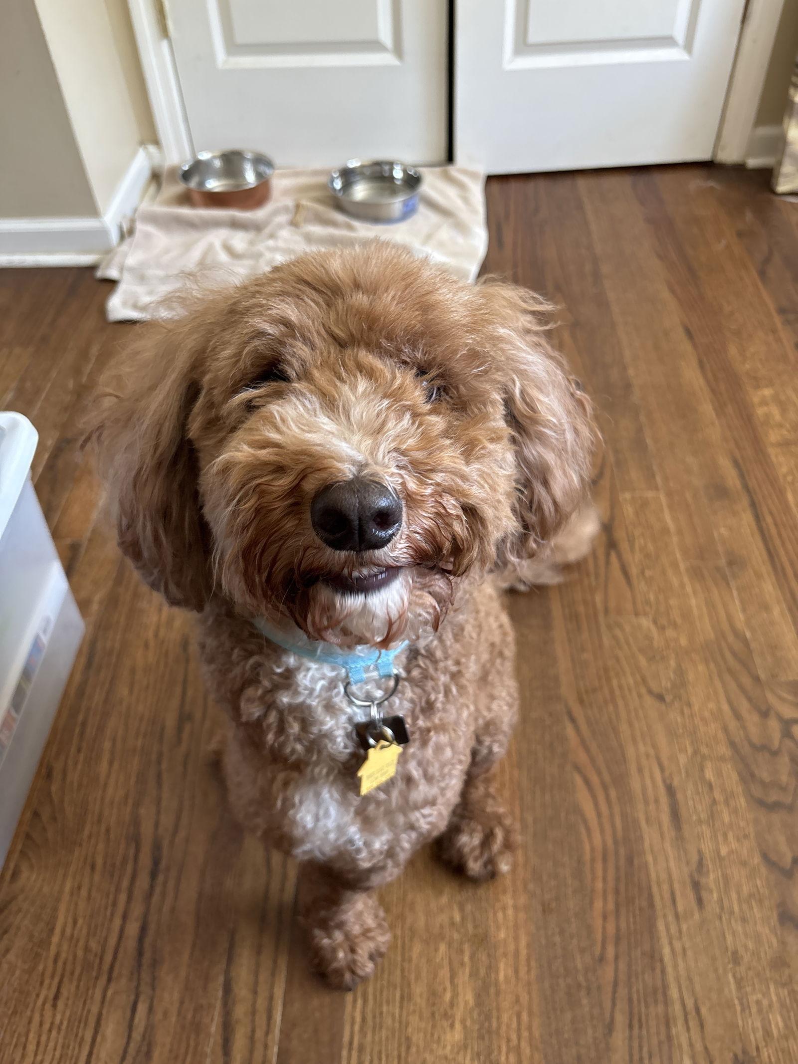 Enlarge Peanut, a Adopted mixed breed in Auburn, GA image 3/3