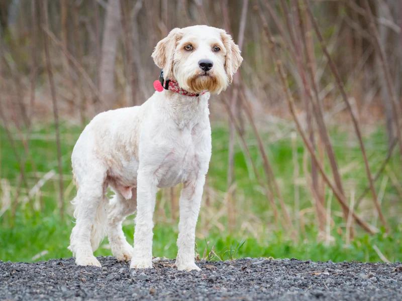 Scruff, a ADOPTABLE mixed breed in Pointe-Fortune, QC image 4/4