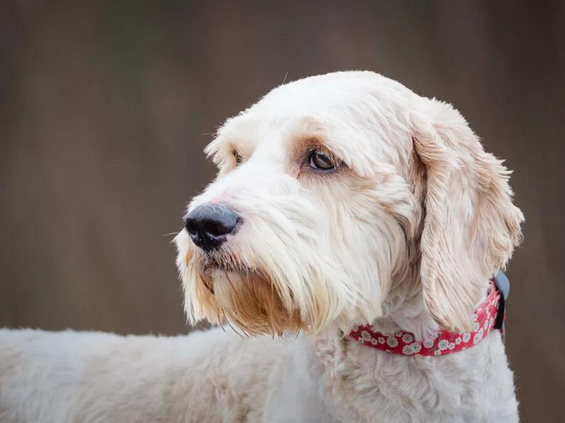 Scruff, a ADOPTABLE mixed breed in Pointe-Fortune, QC image 1/4