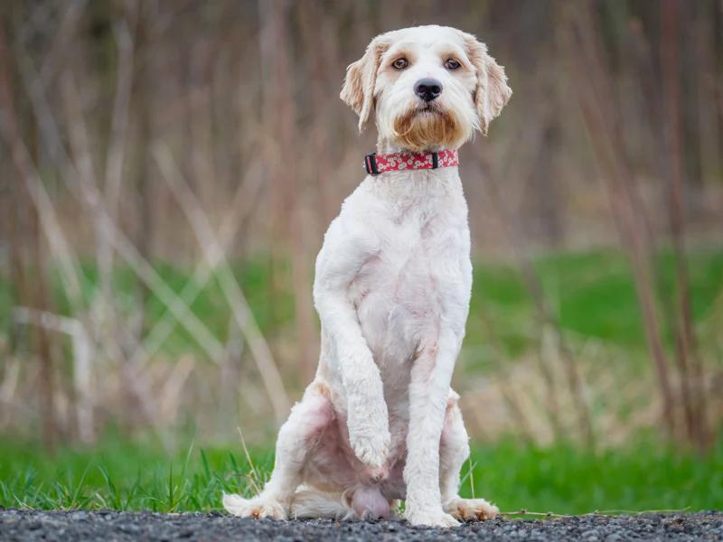 Scruff, a ADOPTABLE mixed breed in Pointe-Fortune, QC image 2/4