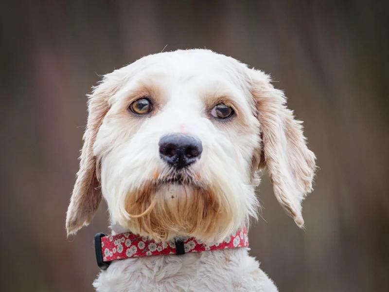 Scruff, a ADOPTABLE mixed breed in Pointe-Fortune, QC image 3/4